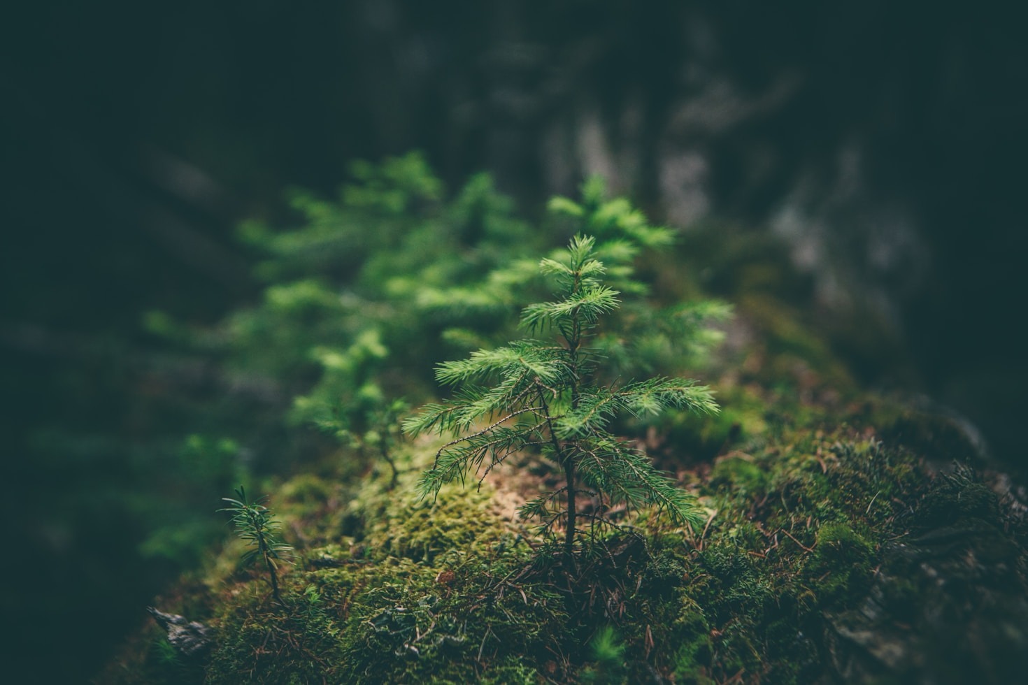 Exploring the Power of Collective Responsibility